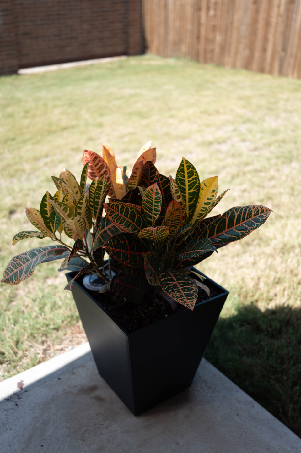 A picture of a plant shot with Leica Q3 43.