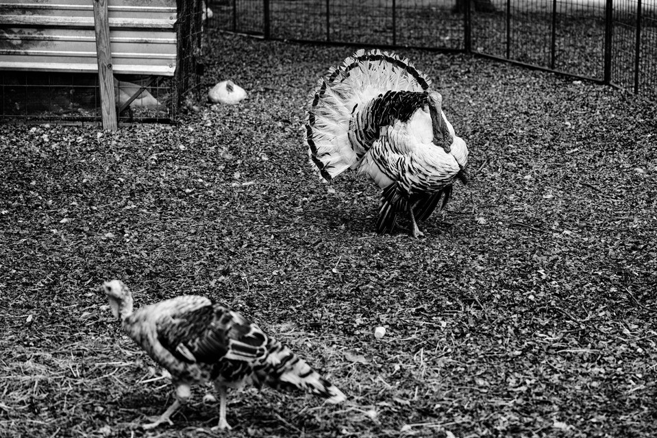 A picture of a turkey shot with Leica Q3 43.