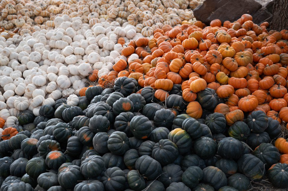 A picture of different color pumpkins shot with Leica Q3 43.