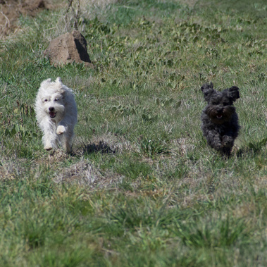 Suki and Groot running through the field.