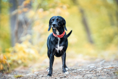 dogs photo