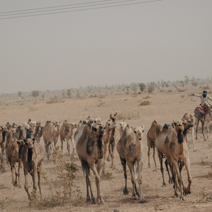A camel driver taking his herd to graze in Bauchi, Nigeria