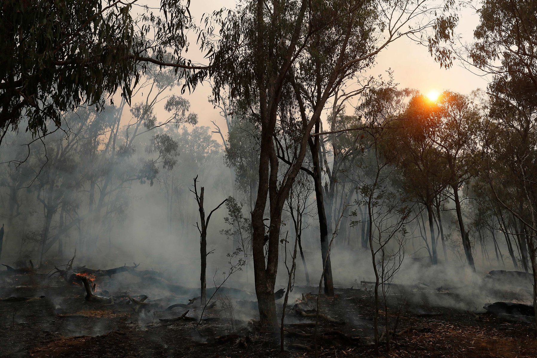 TUMBARUMBA, AUSTRALIA - JANUARY 12, 2020: Trees smoulder after fire has passed through it on the outskirts of the small town of Tumbarumba in the Snowy Mountains, NSW, 12 January 2019.