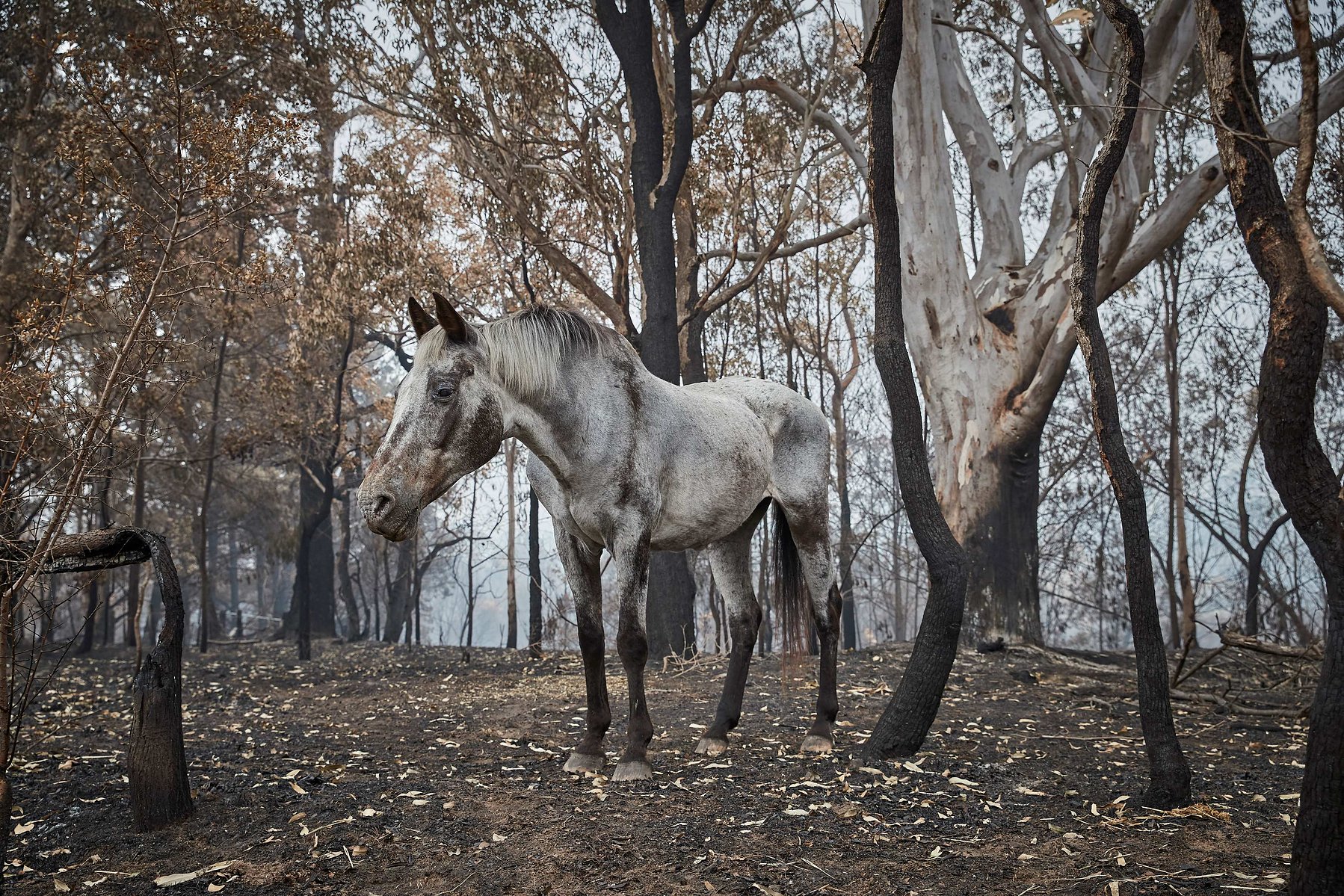 QUAAMA, AUSTRALIA - JANUARY 8, 2020: A horse wanders in burnt out bushland near Quaama, NSW, after its owners abandoned the property. Since blazes broke out in September, Australia has seen unprecedented bushfires destroying over 15 million acres