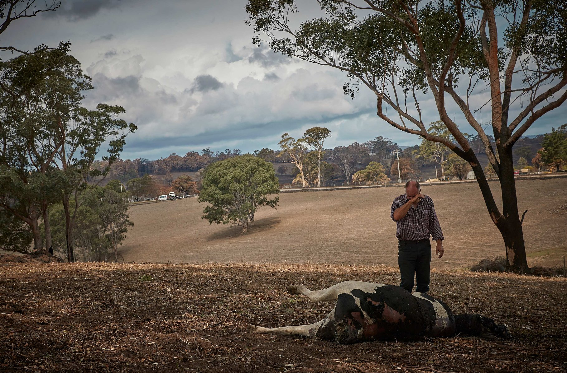 VERONA, AUSTRALIA - JANUARY 9, 2020: Farran Terlich stands over one of his dead cows as he examines the devastation of the bushfires that ripped through his farm in Verona NSW. He estimates he has lost at least $1million to the fire and was un-insured.