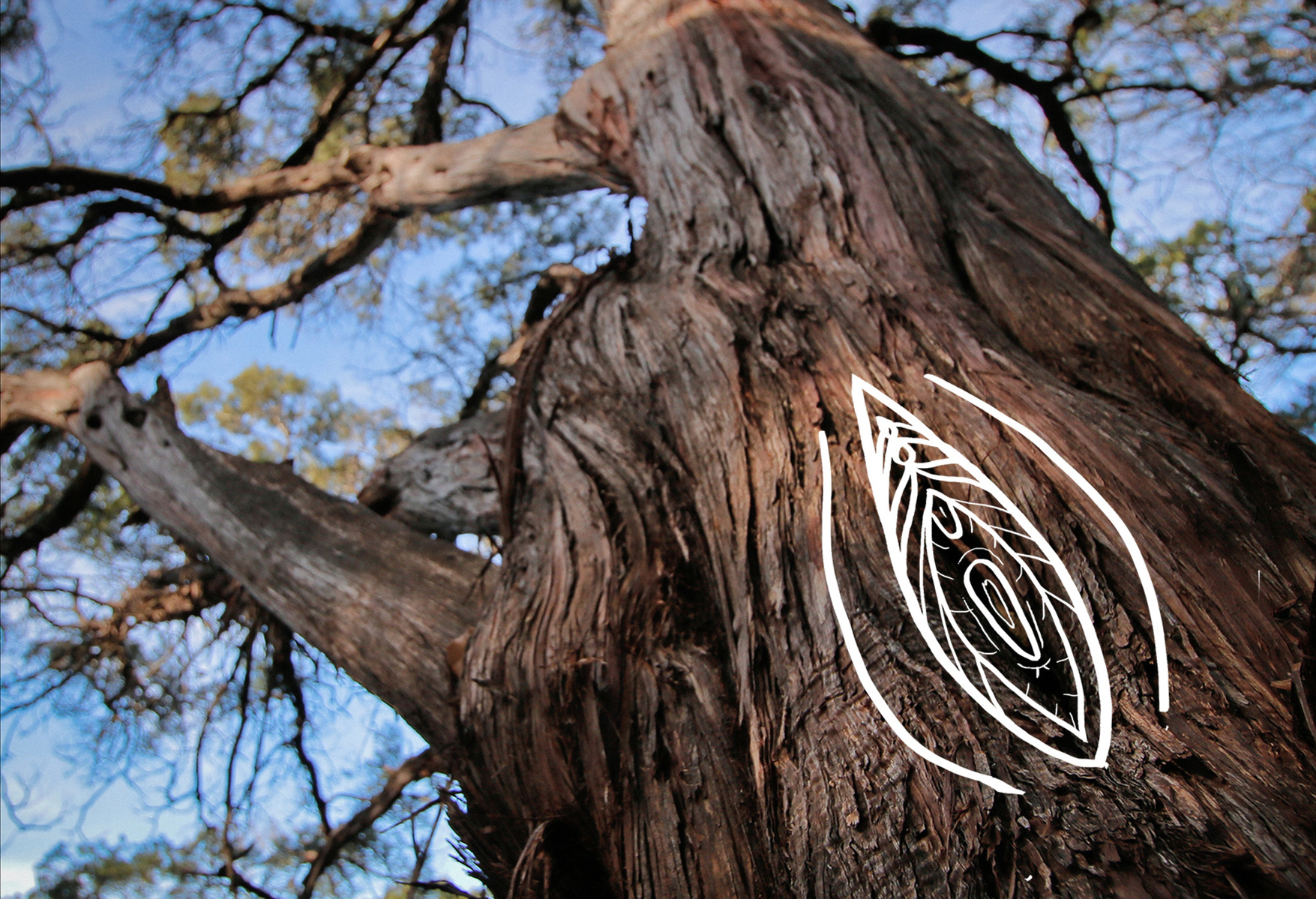 Vagina drawing inspired by the formation of a tree.