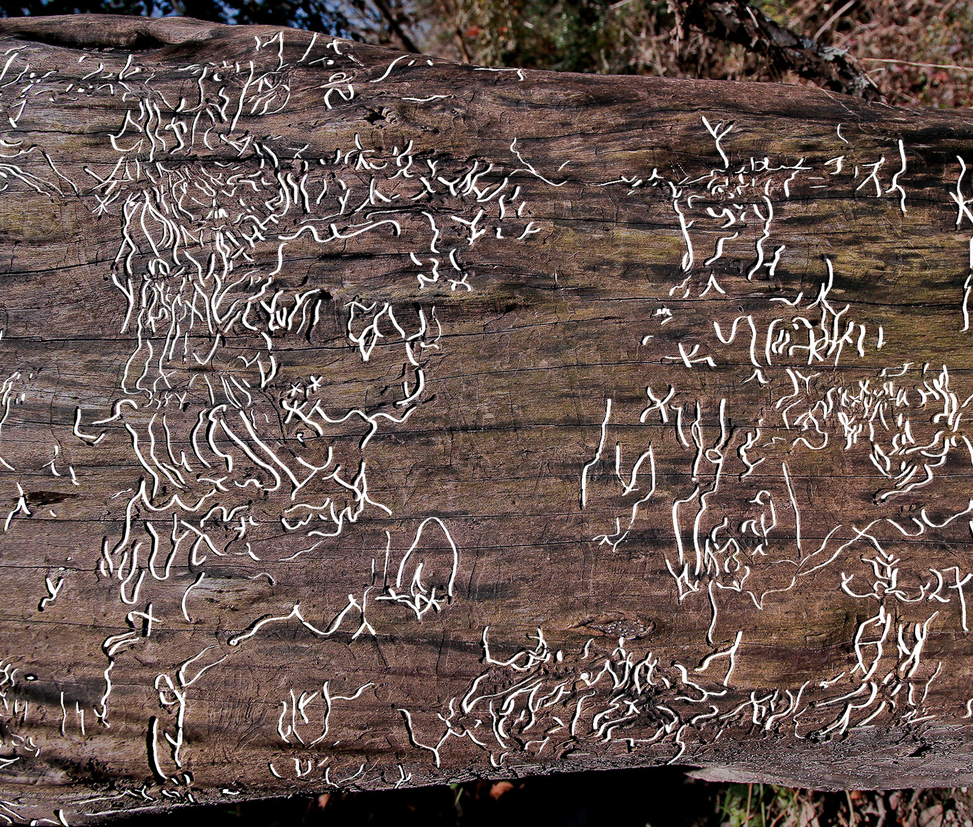 Drawing over a photo emphasizing the termites trails on a tree.