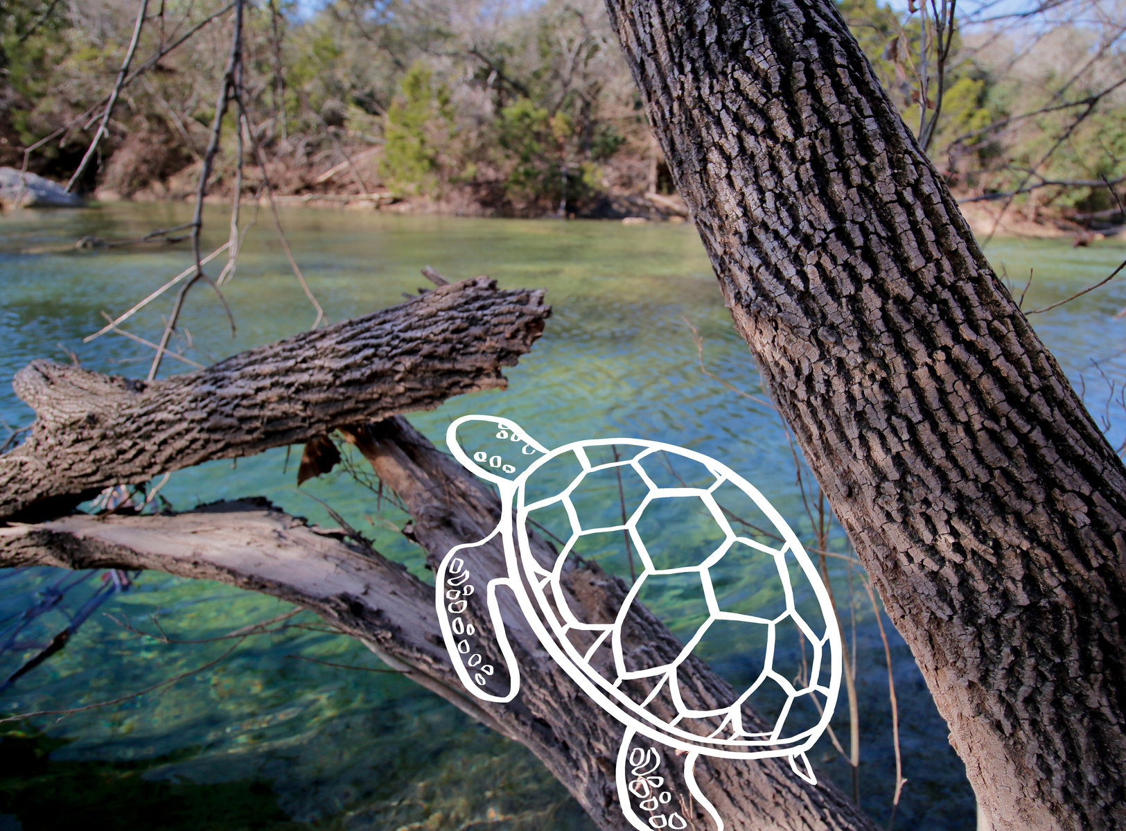 Drawing of a turtle over the Austin Greenbelt.