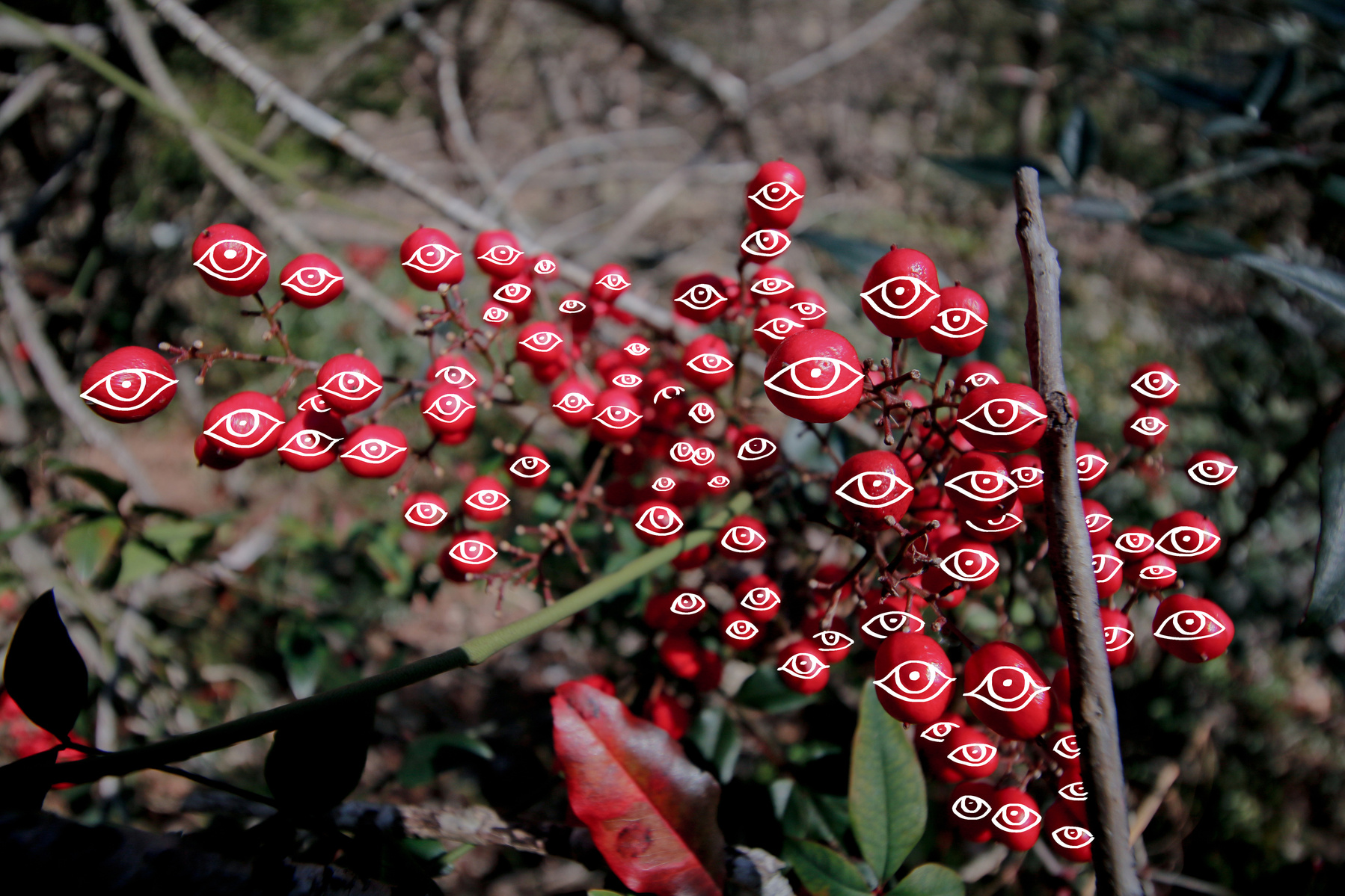 Photo-drawing of a bush of cherries with digital drawing of eyes on them.