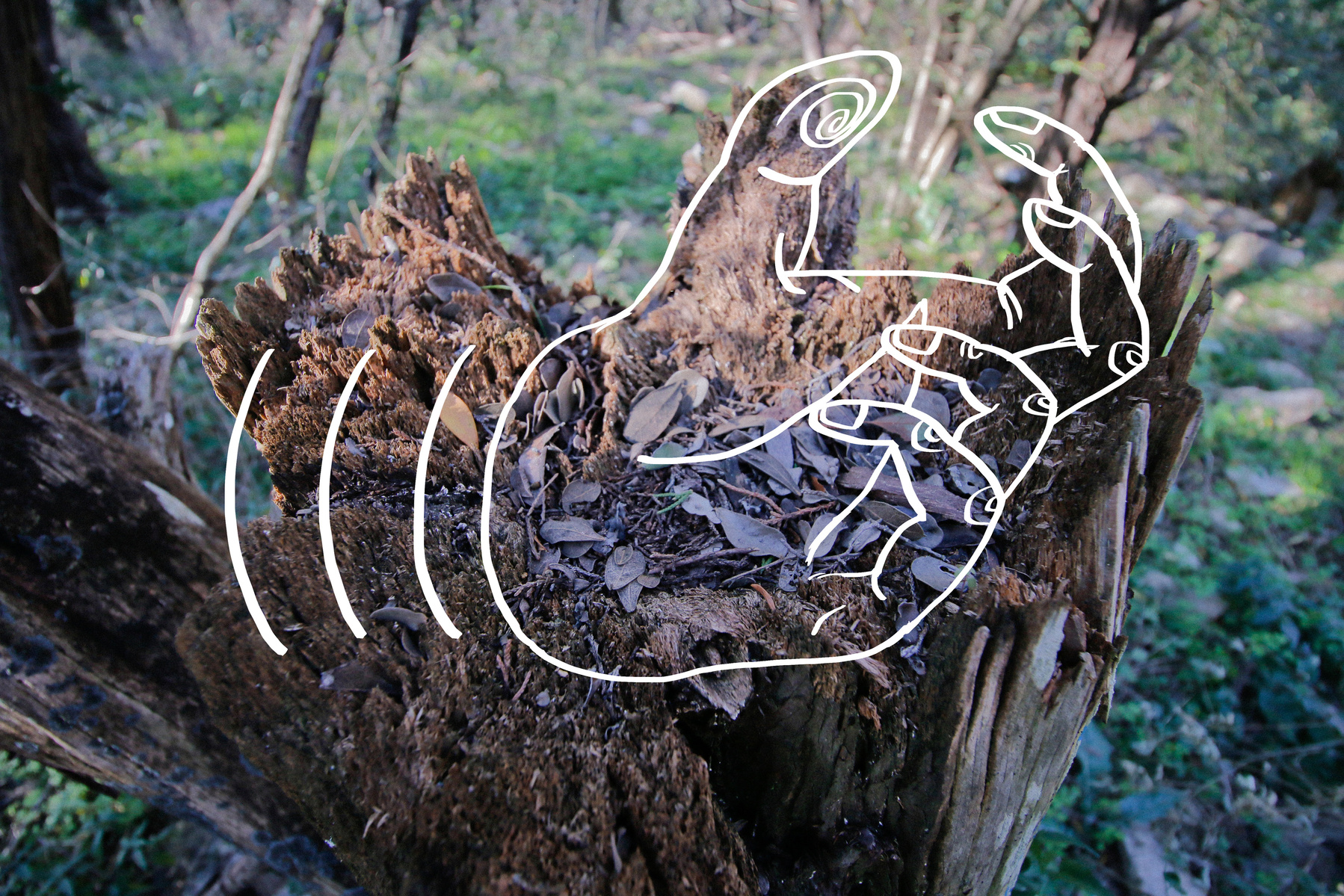 Photo-drawing of a hand on top of a cut tree.