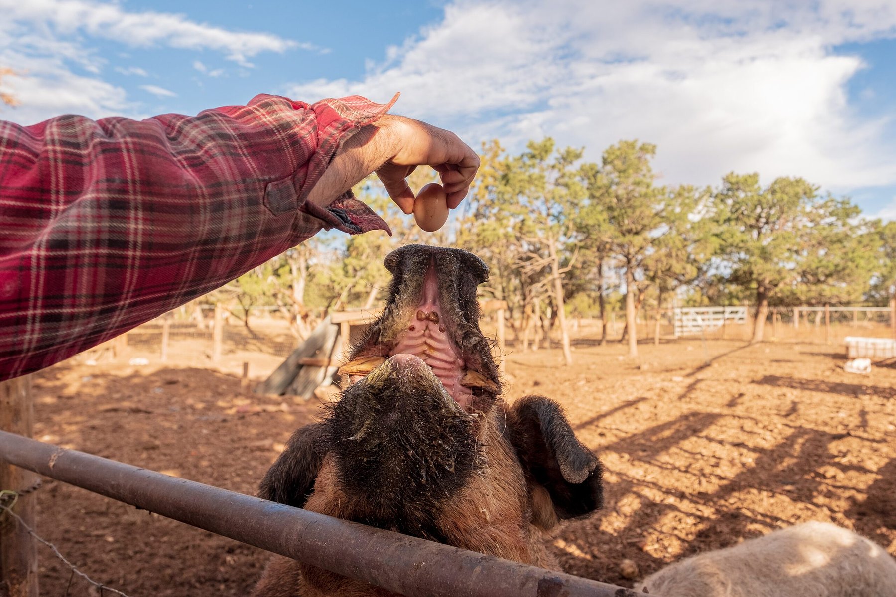 Zach feeds Ben, a boar that loves eggs, on the Polks Folly farm, NM, Monday, Nov. 3, 2020. (Mary Mathis for iPondr).