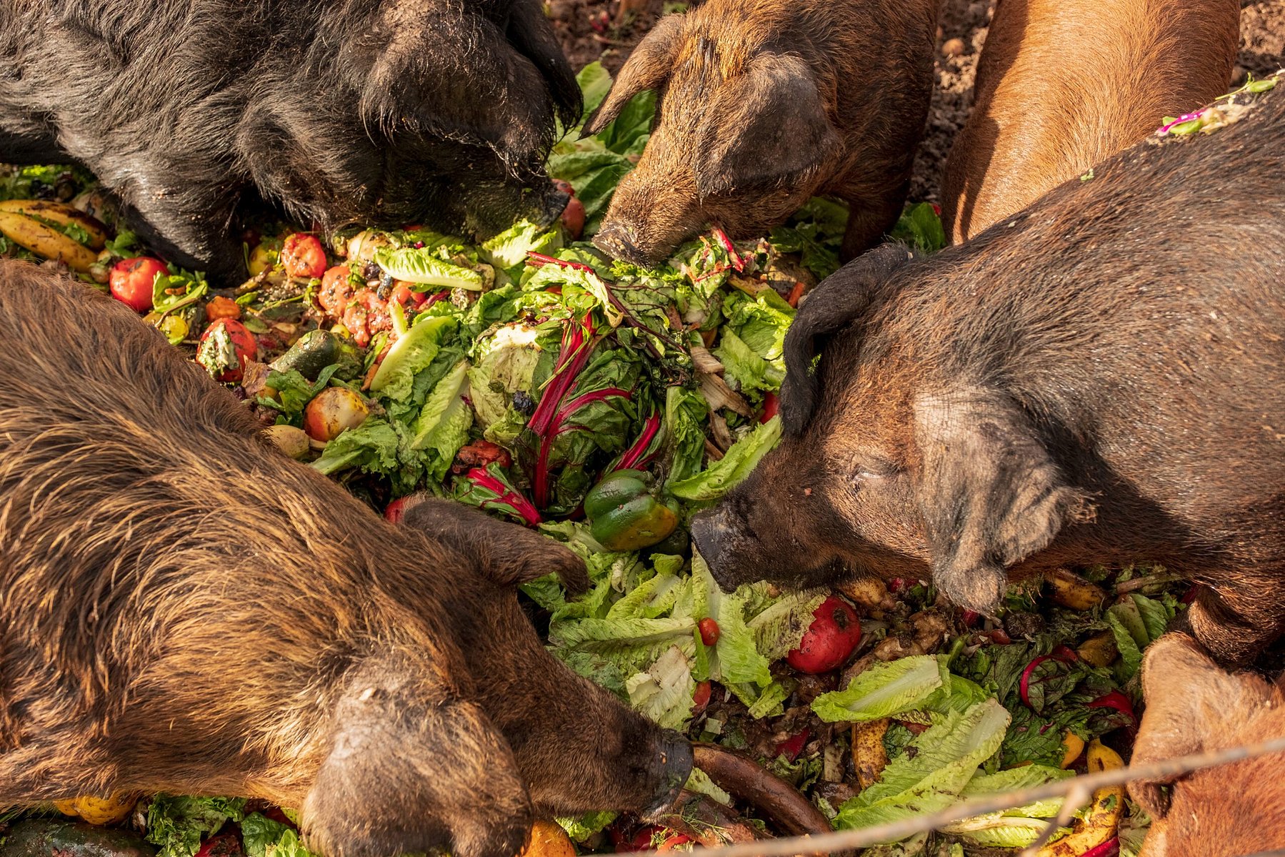 “Most farmers would never feed this stuff to pigs. The general conventional thought is that you want to feed pigs exclusively corn and soy. If you keep pigs hungry by giving them super dense artificially fortified protein sources . . . their stomachs are