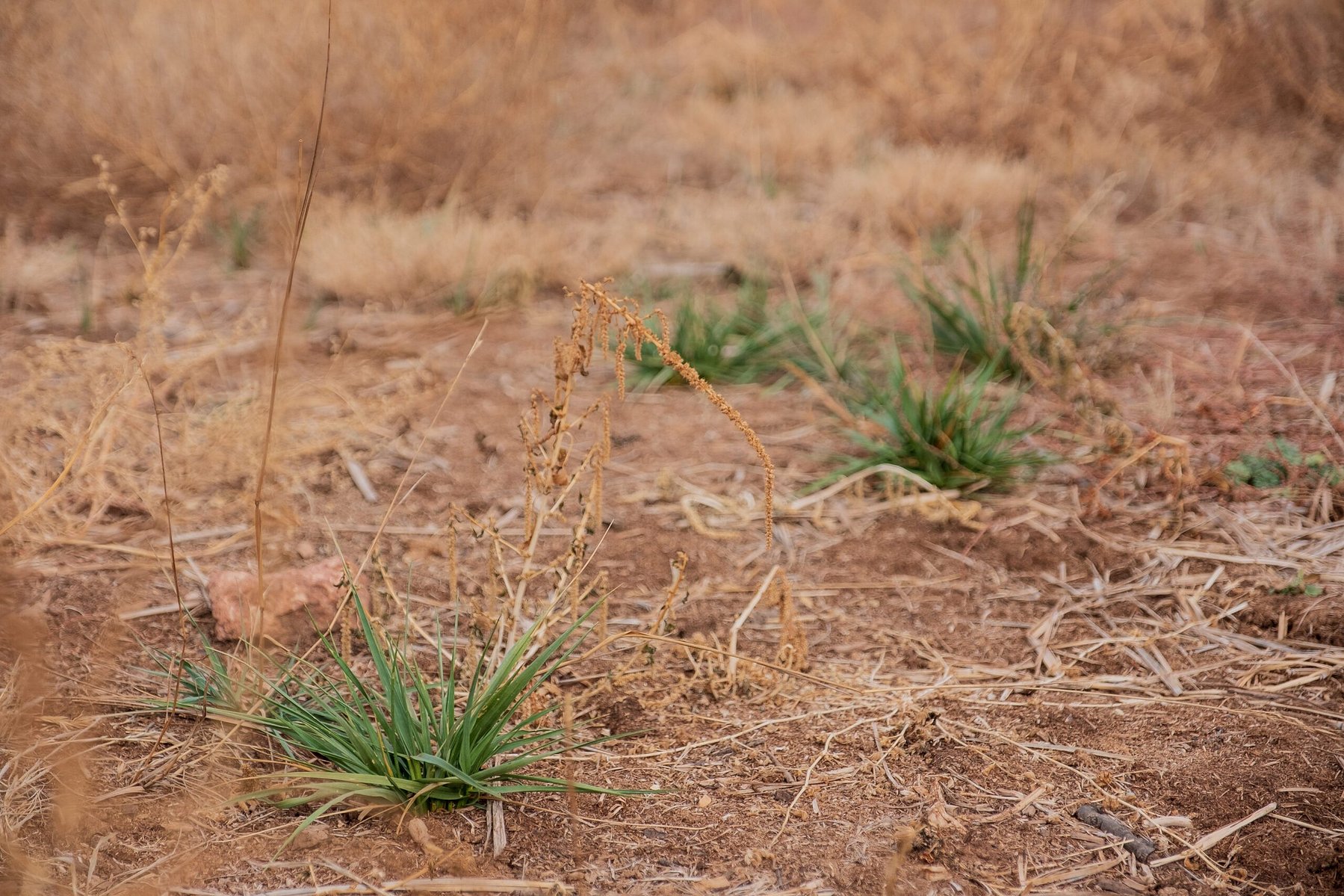 “It doesn’t look like much, but this is the first time in my entire life I’ve ever seen anything grow here,” said Zach. This portion of the property was really overgrazed, so for a long while nothing would grow because the soil was so dammaged. Now, after