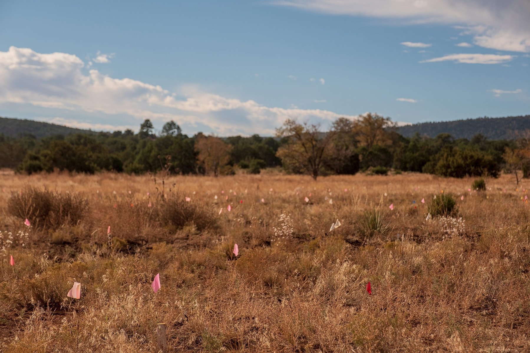 Sarah Wentzel Fisher, a family friend, is helping Polks Folly conduct soil trials that will show them the amount of soil they need to create a healthy, sustaining platform for growth of rangelands, something that covers much of New Mexico and has been sus