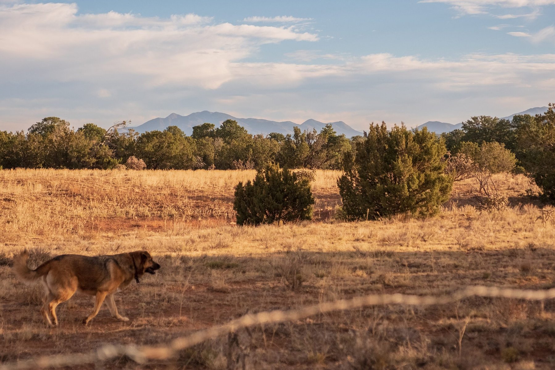 The Campbell Ranch development had plans to build 4,000 homes behind this barbed wire fence in years prior, and was recently shut down by an Albuquerque judge because of a lack to consider where the water would come from. New Mexico is currently in a seri