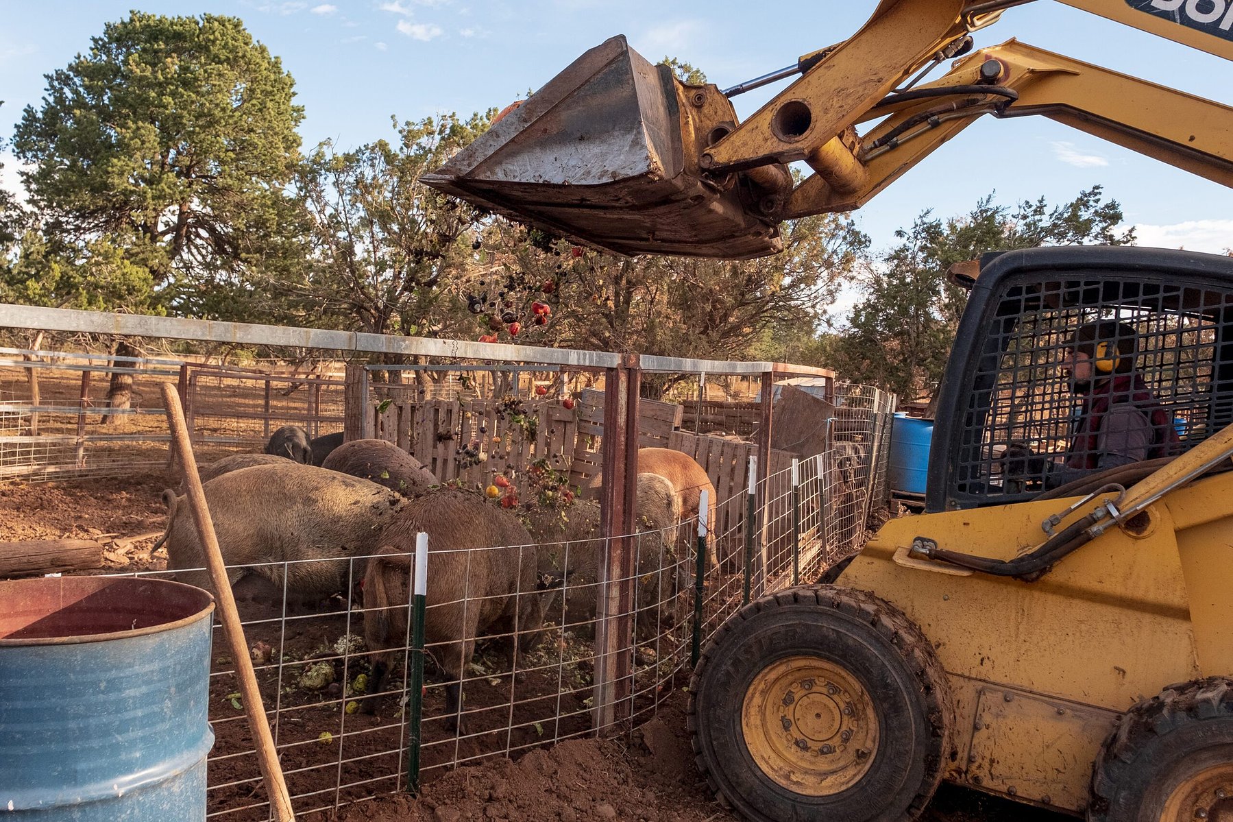 Ethan uses a tractor to pour fruits and vegetables into the pig pens around Polks Folly farm in NM, Monday, Nov. 3, 2020. (Mary Mathis for iPondr).