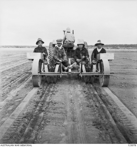 Barmera, SA, 1944-04 No.9 Camp Nursery, Loveday Internment Group.
Japanese internees using a 