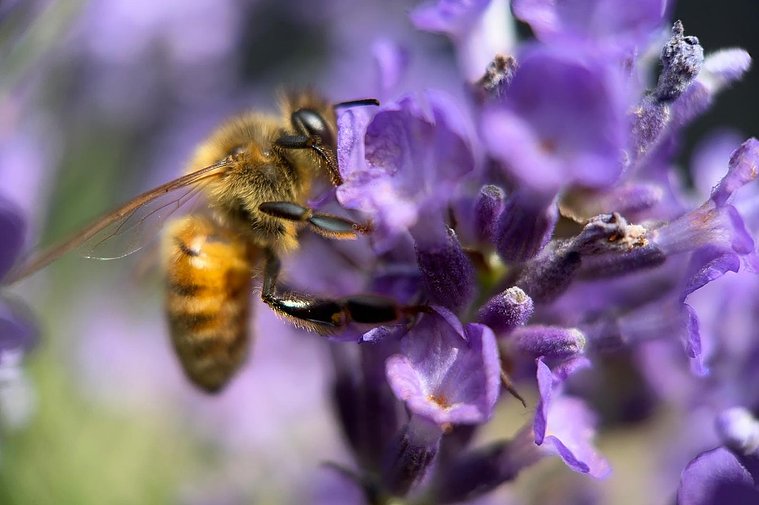 bij op lavendel