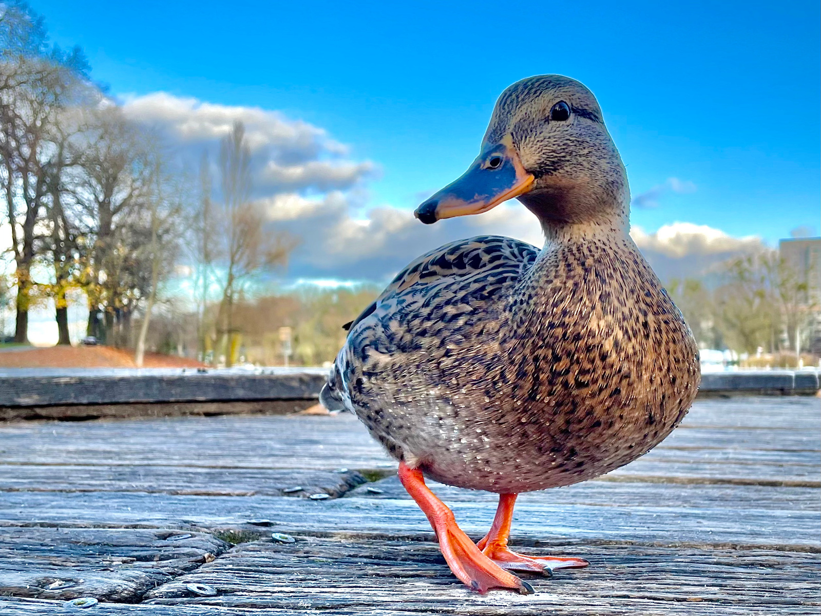 Die neugierige Ente von der Freundschaftsinsel in Potsdam.
