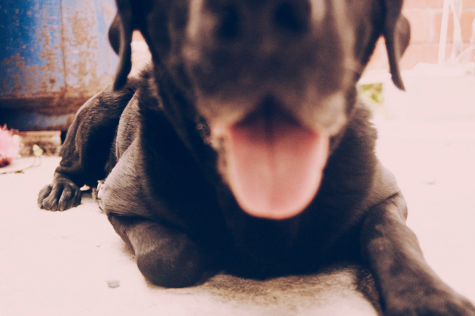 Dog photography by NY based photographer MFFPHOTOGRAPHY
