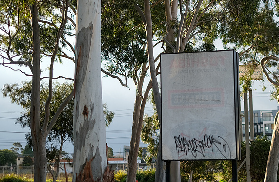 Old painted over sign board with graffiti tag in front of mature gum trees, power lines and buildings behind them. 