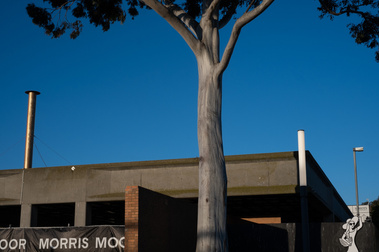 a huge gum tree with blue sky in front of a 1960's brutalist factory and an old metal chimney with a sign saying 'Morris Moor' and artwork 