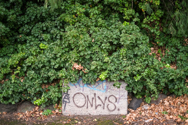 a green ivy bush with a concrete block tagged with the word 'onlys'