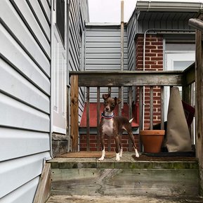 My little love, Charlie | Must Love Dogs