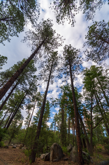 Towering pine trees in Prescott National Forest with partly cloudy sky.