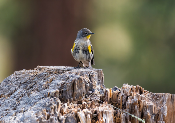 Small song bird sitting on a tree stump.
