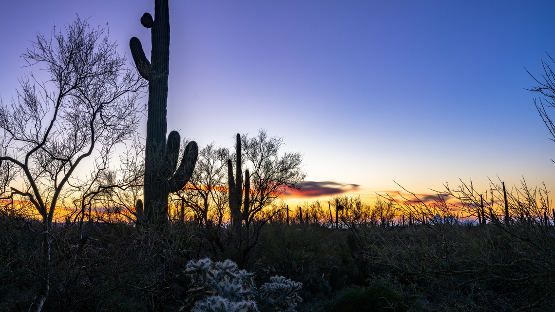 Golden hour sunset view of saguaro, cholla and ironwood under a nearly cloudless sky.