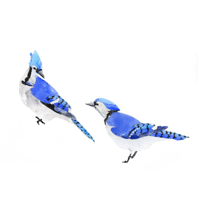 collage of two blue jays
