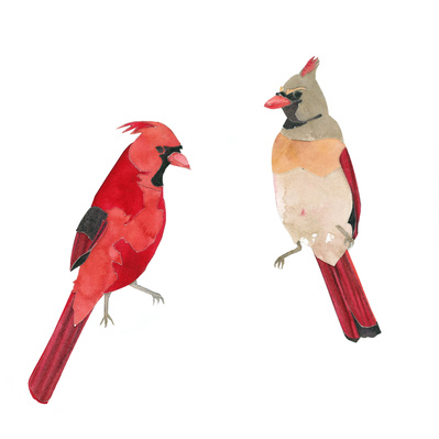 collage of a male and female northern cardinal