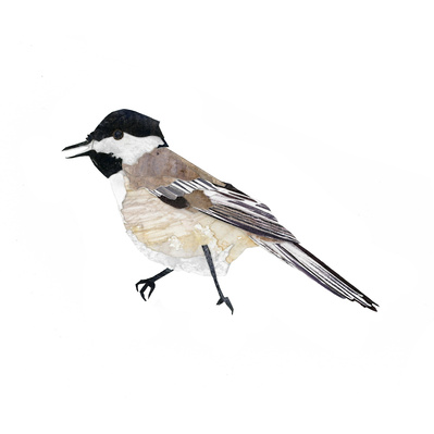 collage of a single black-capped chickadee