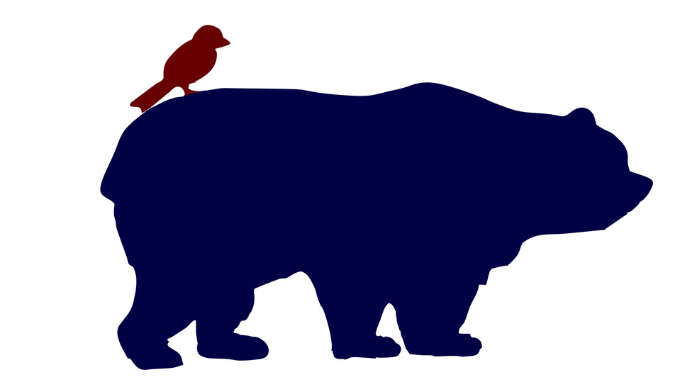 Bird & Bear Photography