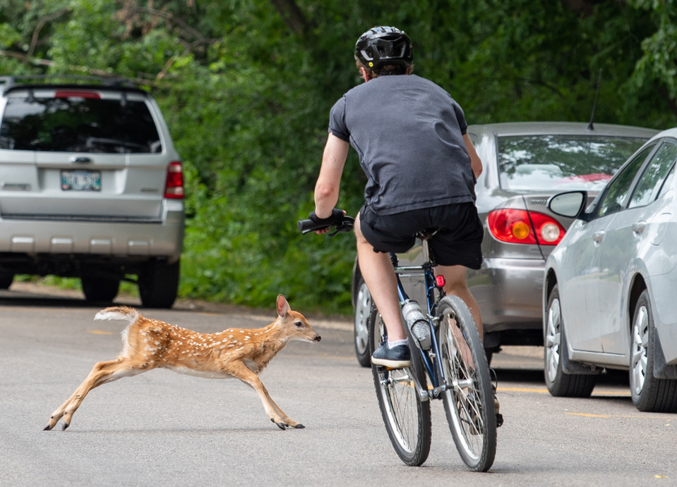 A fawn and cyclist nearly collide.