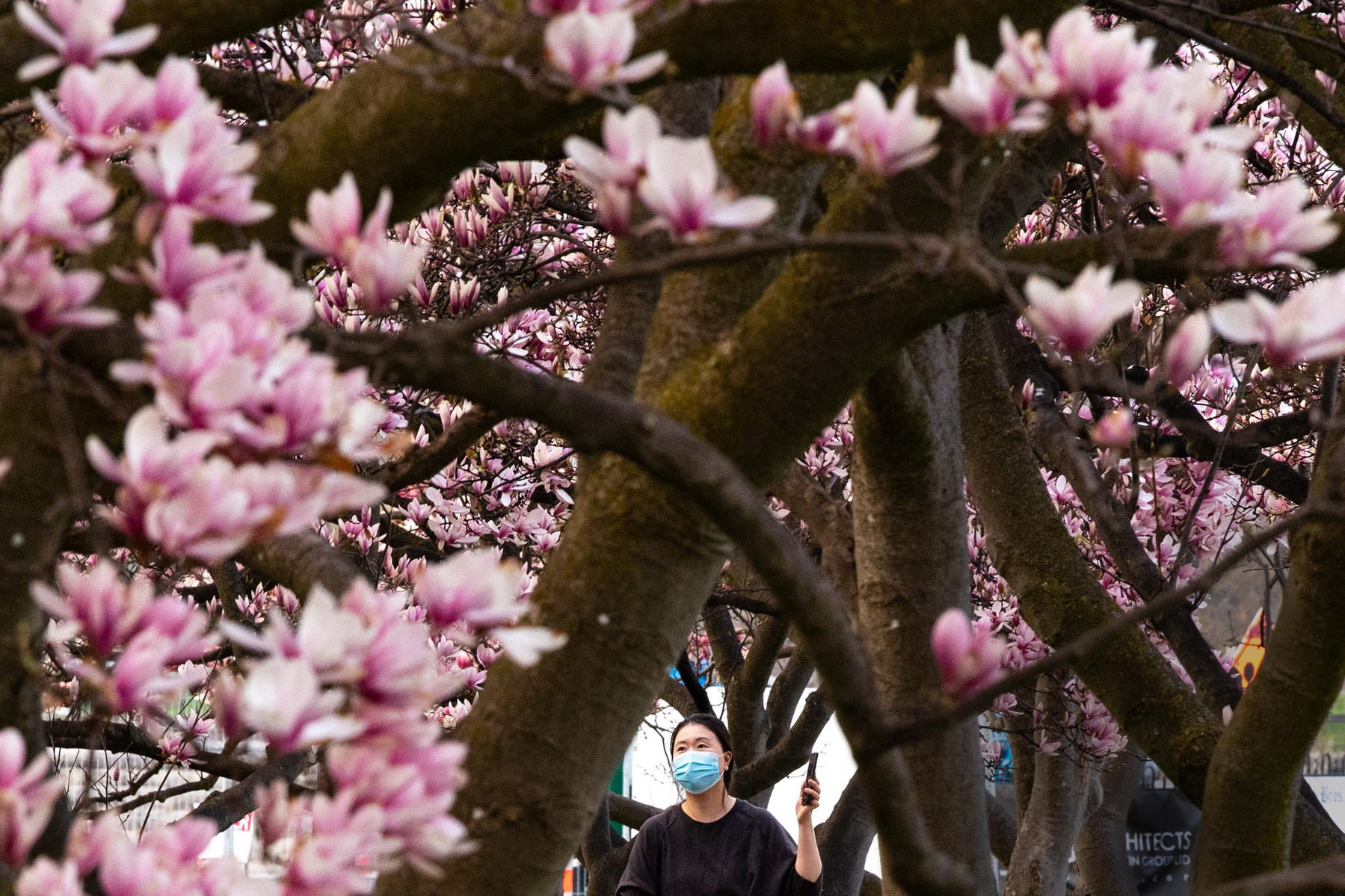 Tourists take photos with blossoming magnolia trees in Niagara Falls at the Floral Showhouse.