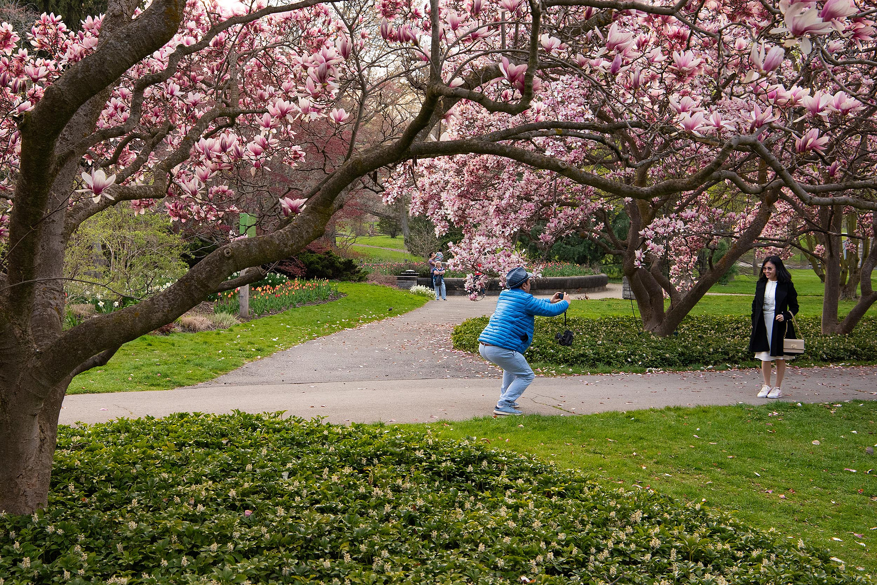 Tourists take photos with blossoming magnolia trees in Niagara Falls at the Floral Showhouse.