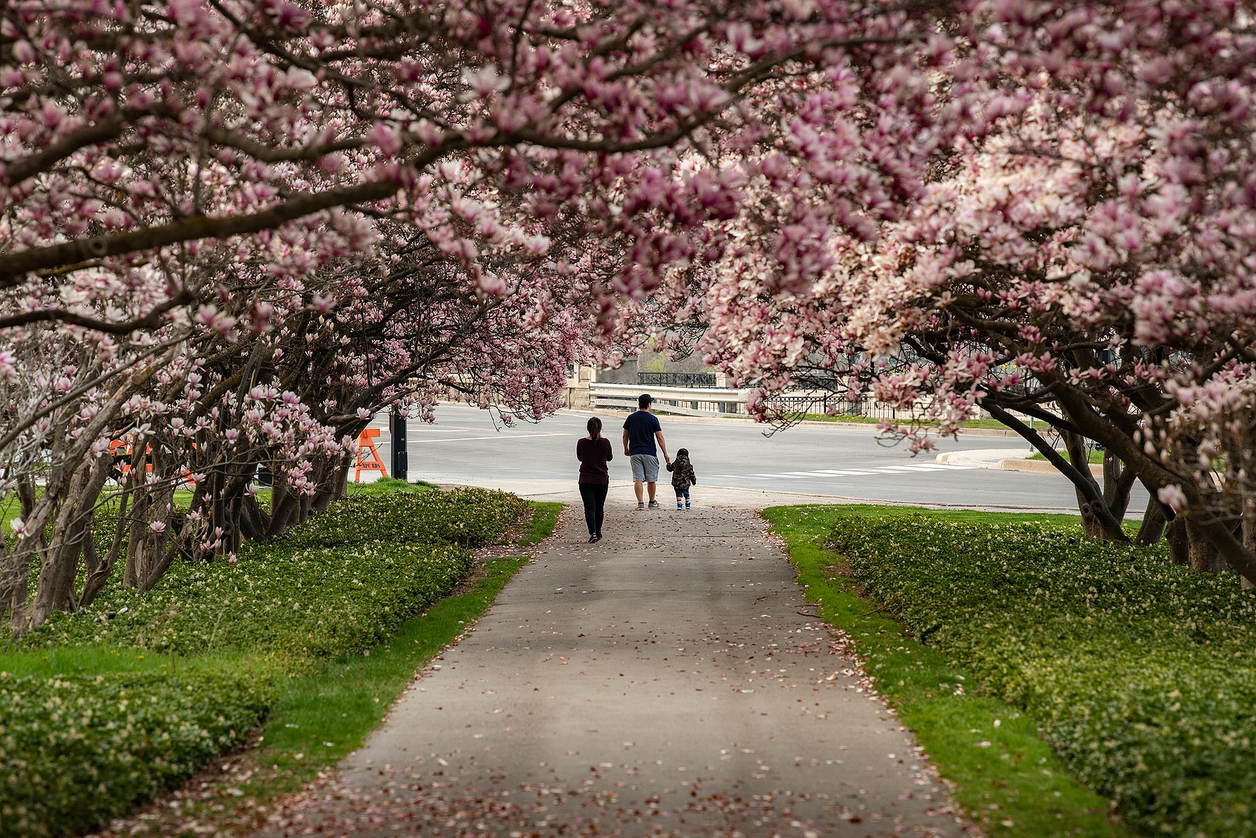 Tourists take photos with blossoming magnolia trees in Niagara Falls at the Floral Showhouse.