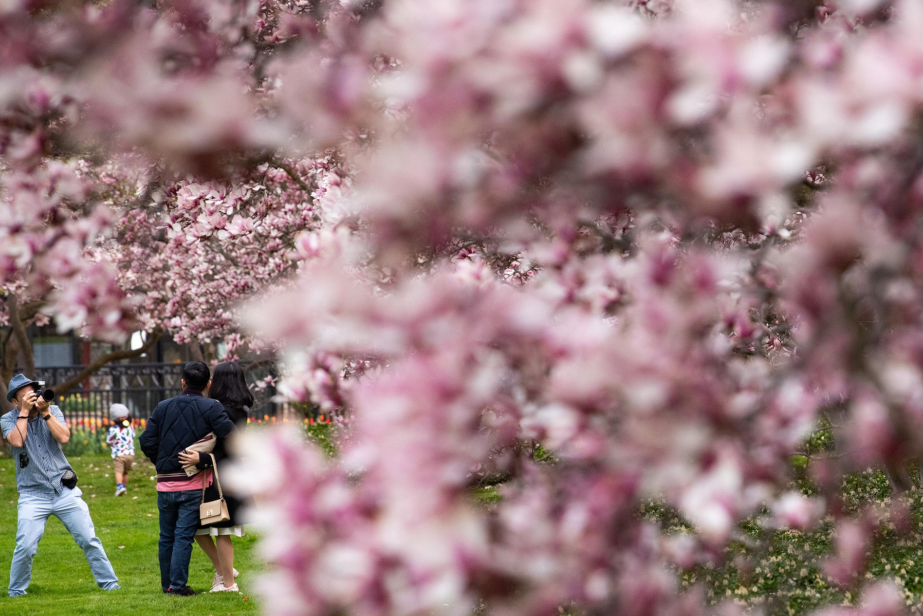 Tourists take photos with blossoming magnolia trees in Niagara Falls at the Floral Showhouse.