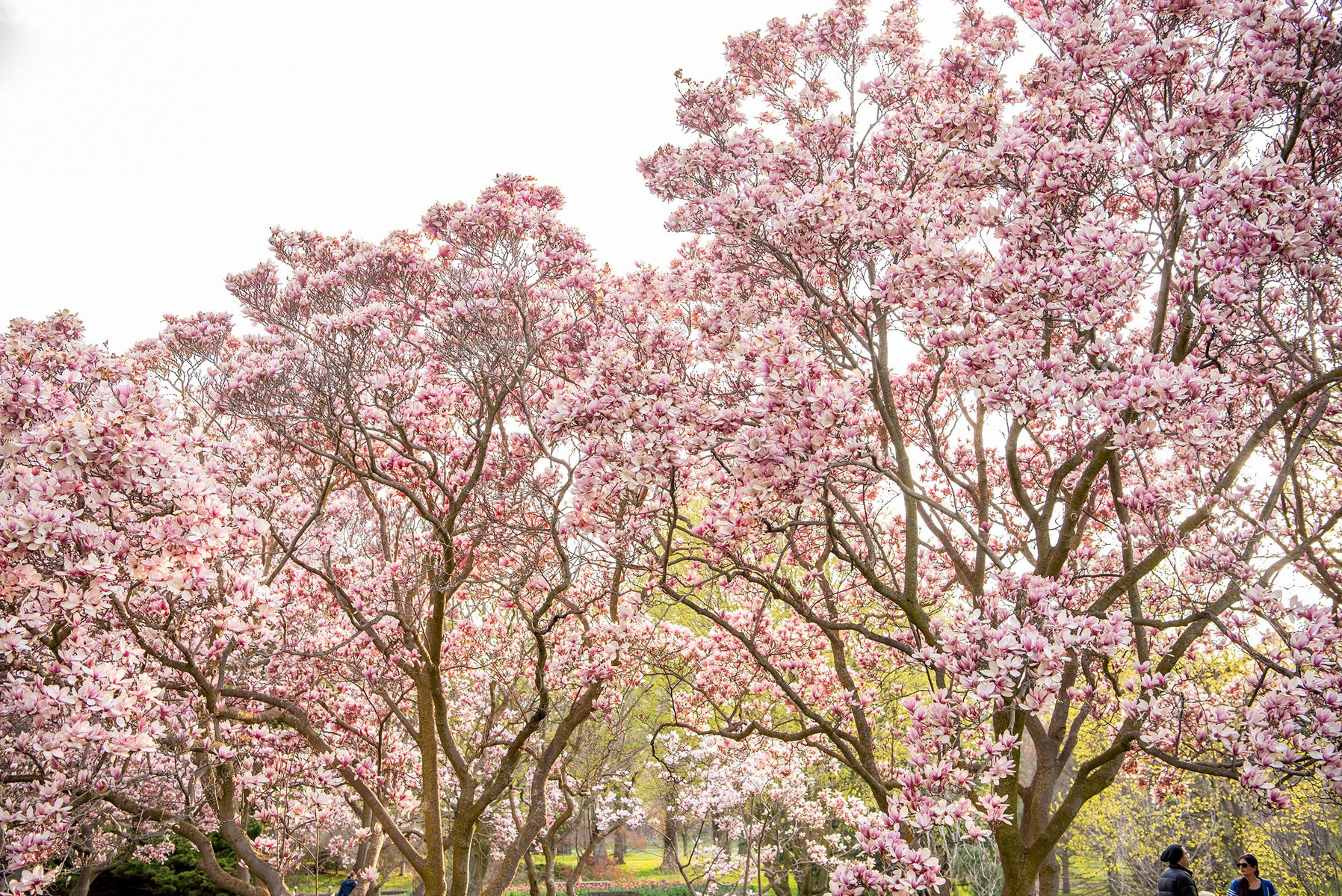 Tourists take photos with blossoming magnolia trees in Niagara Falls at the Floral Showhouse.
