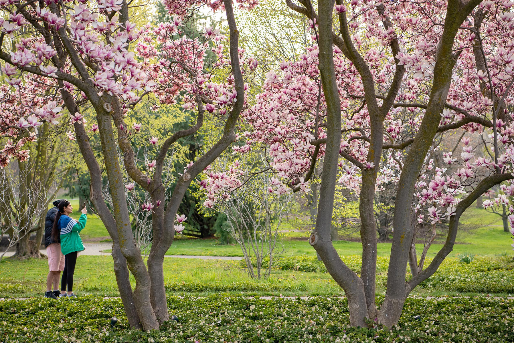 Tourists take photos with blossoming magnolia trees in Niagara Falls at the Floral Showhouse.