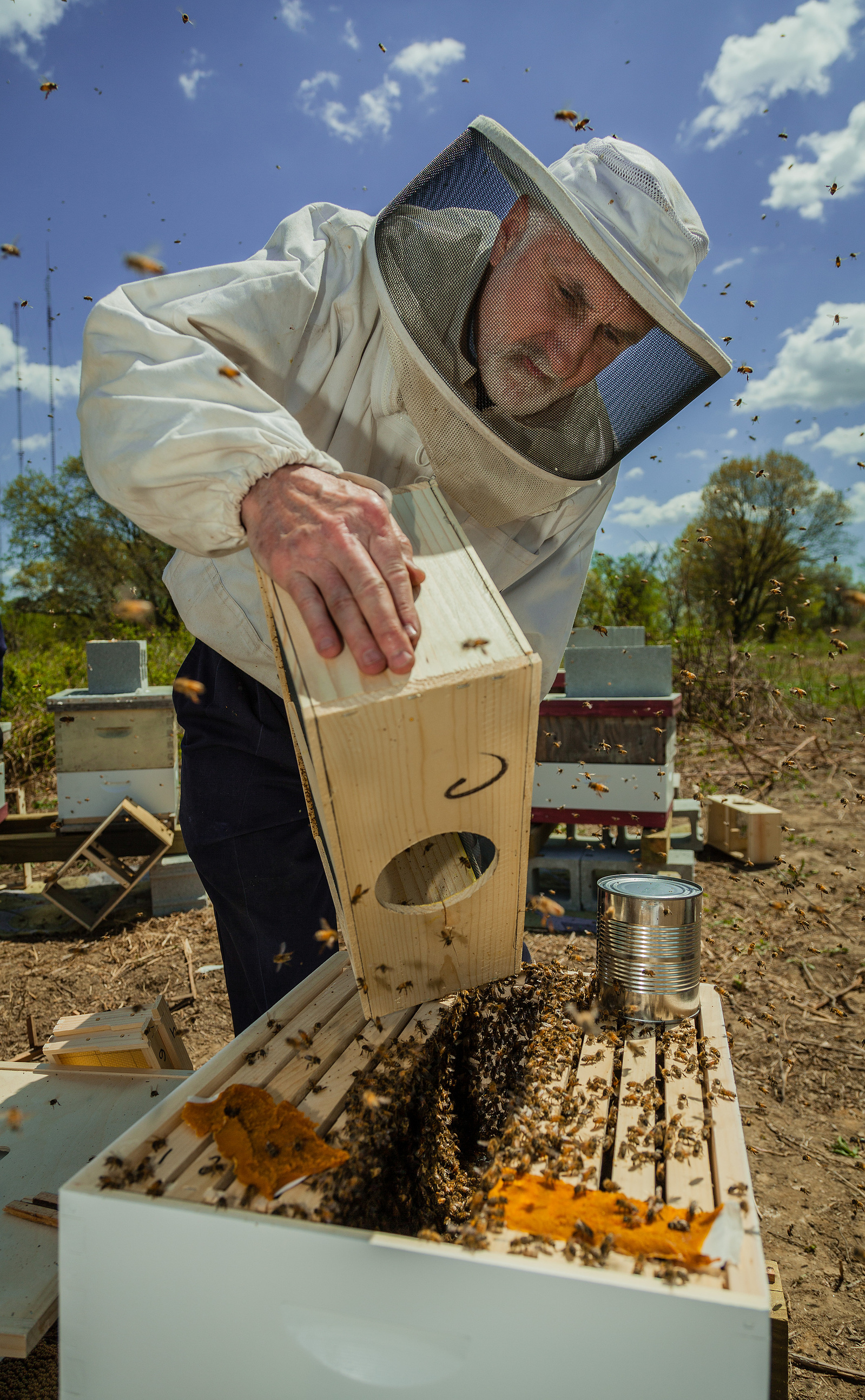 Emptying nuc box into hive box at the Flat Rock Apiary in Roxborough. 