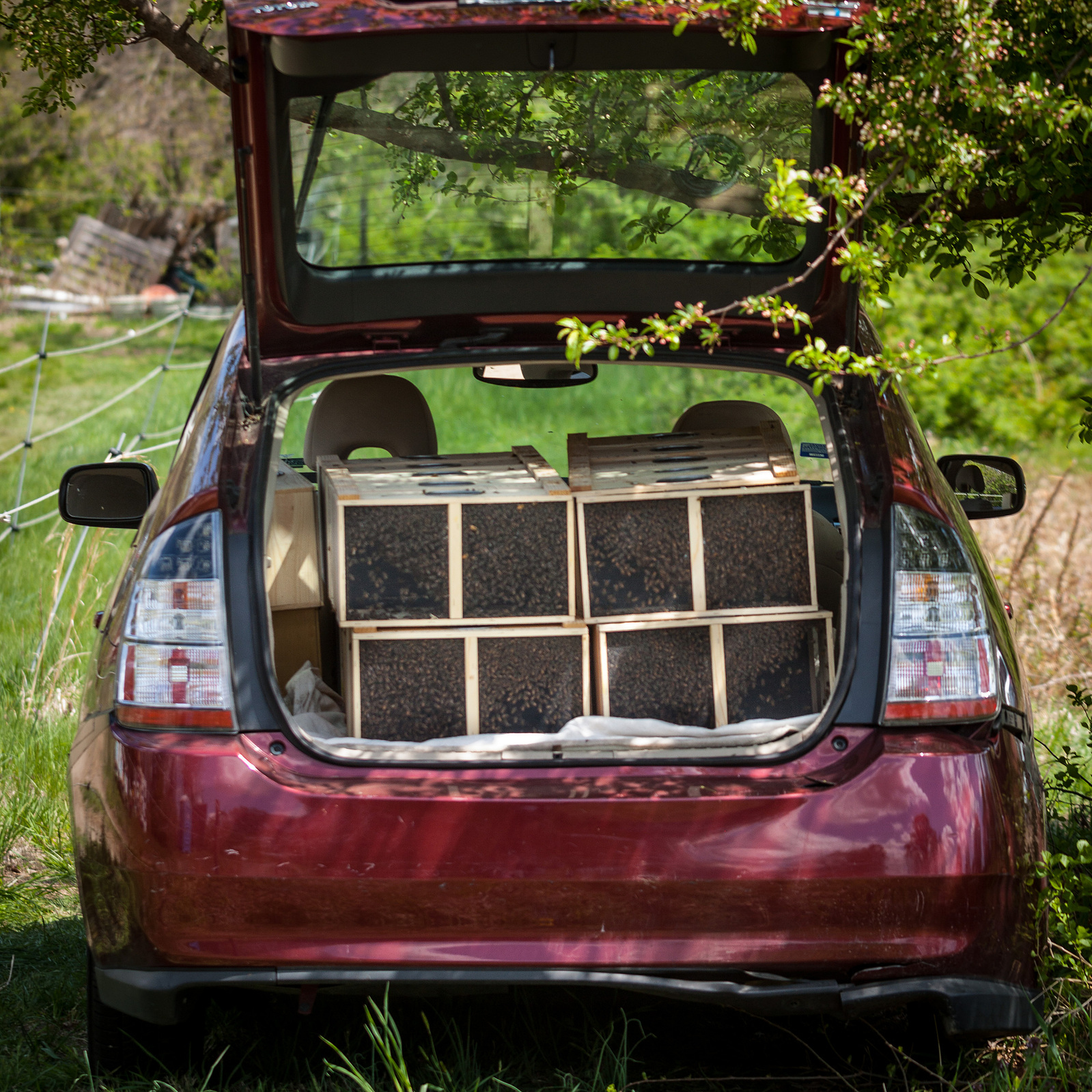 Rear of Norris's Prius loaded with Nuc boxes.