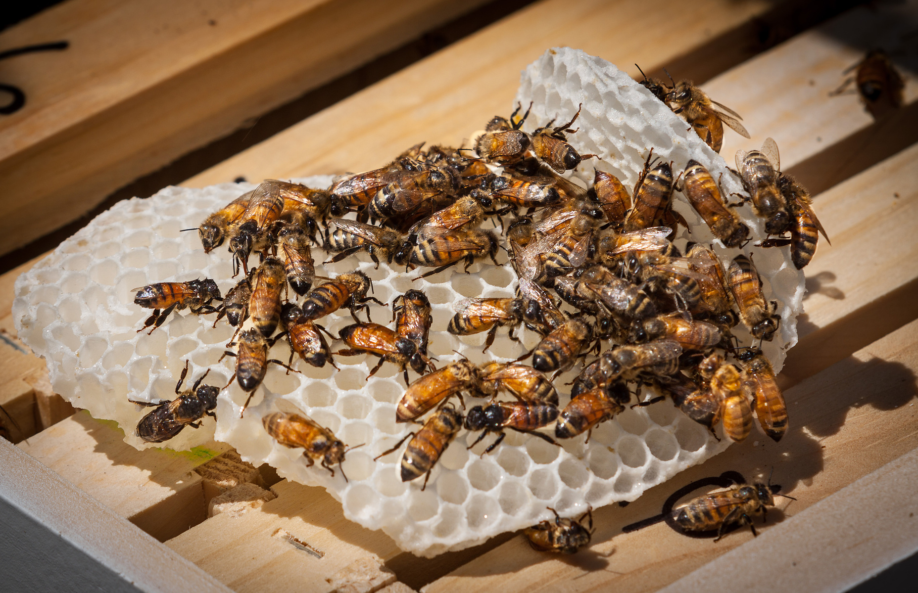 Bees clinging to chunk of wax comb.
