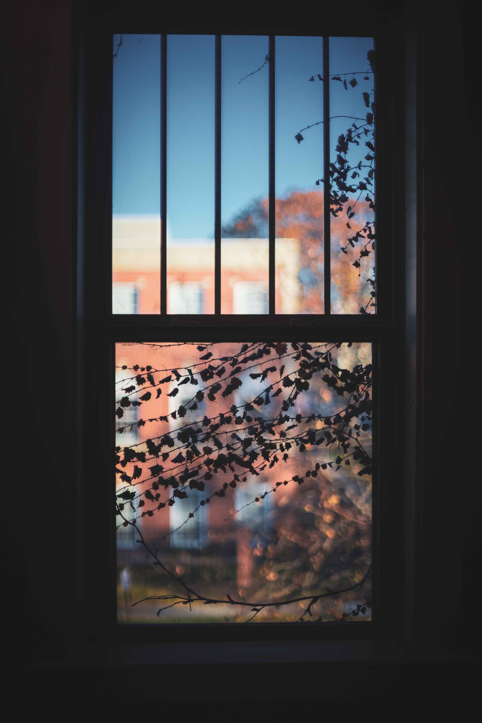 Looking out of a window with vines growing around it at the city