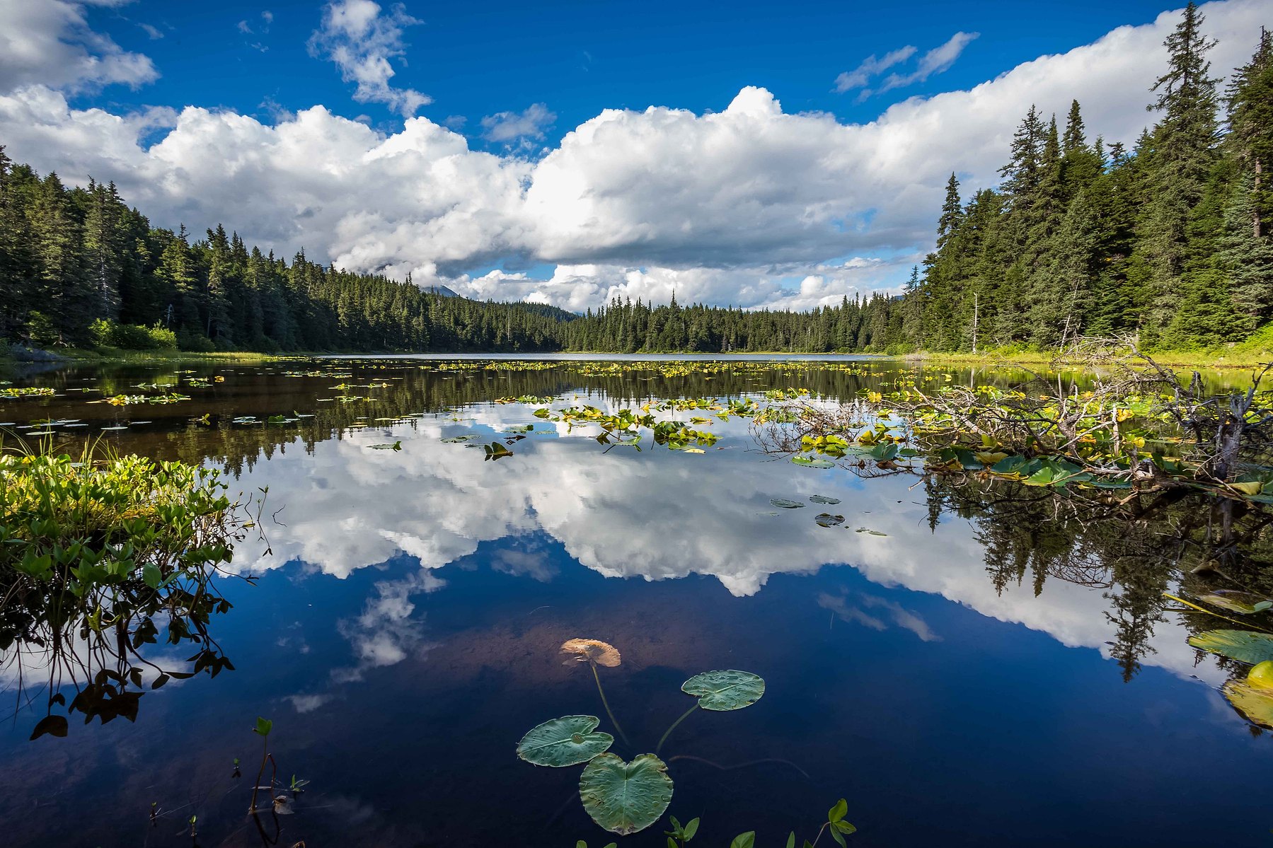 Perfectly still water reflects lily pads and puffy clouds in Seward Alaska.