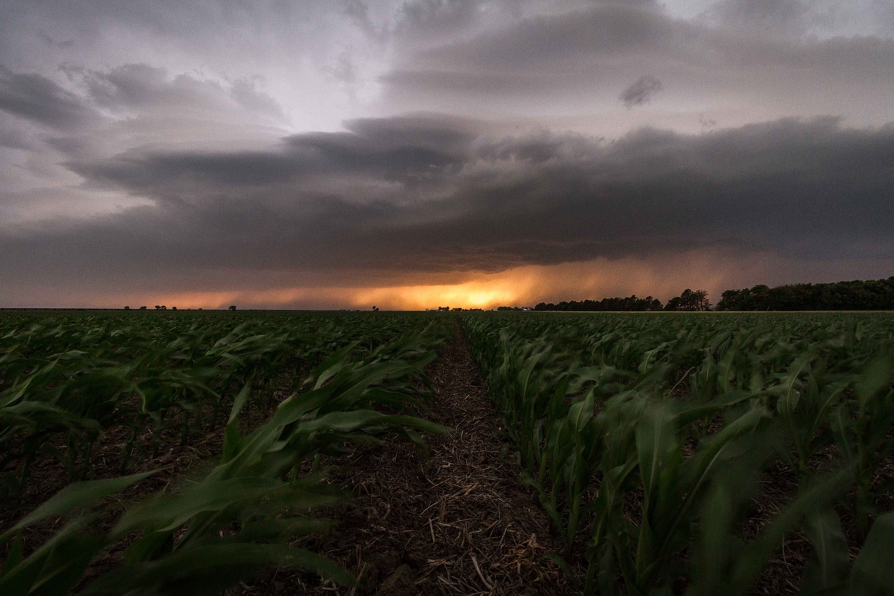 Looking through rows of crops at a raging storm and sunset in York Nebraska.