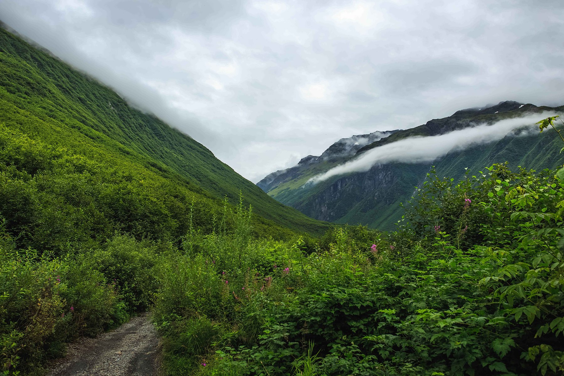 A lush green trail in Valdez, Alaska leads to misty mountains in the distance.