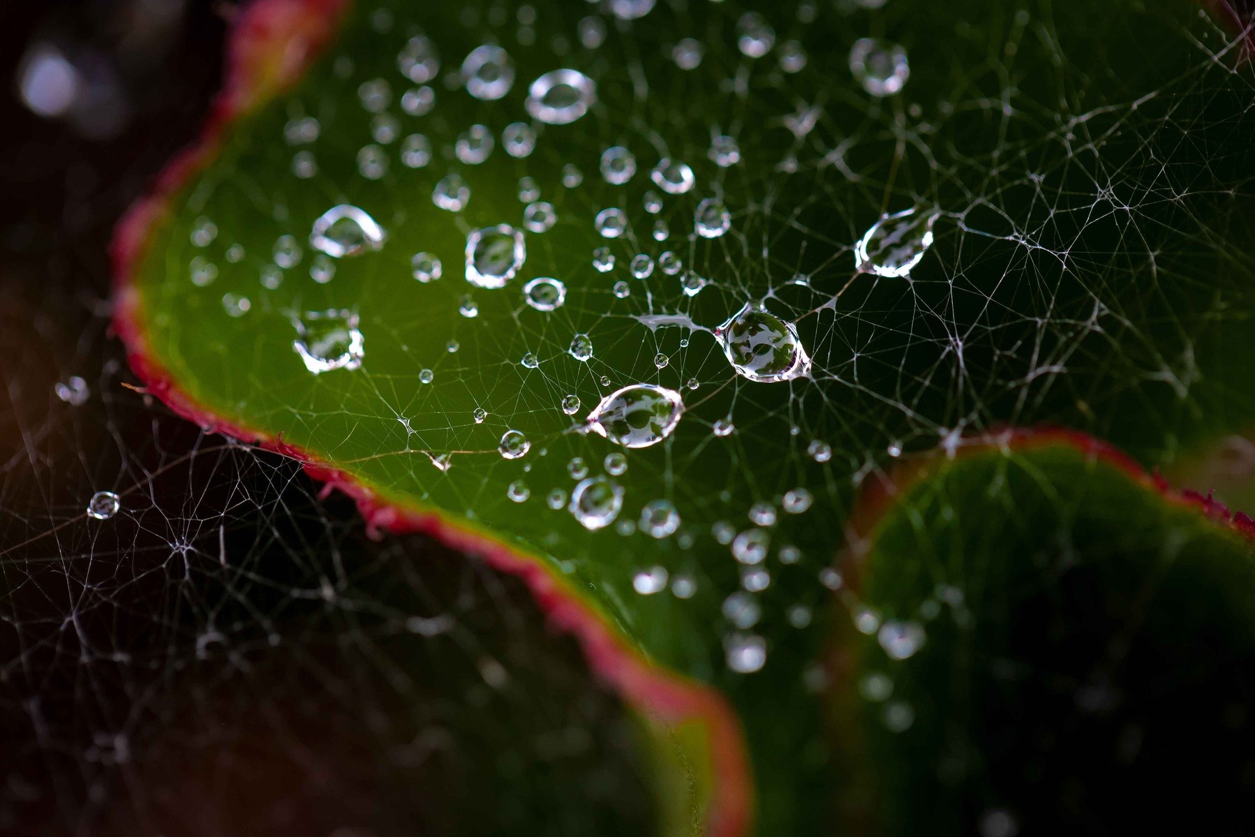 Dew drops caught in an old spider's web in the dark.